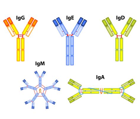 IgG .